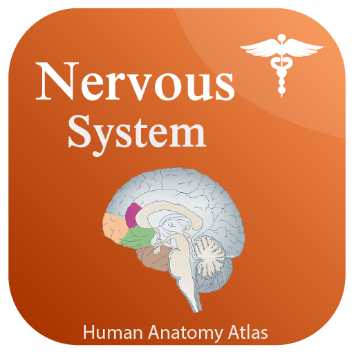 Nervous System Anatomy - Human Anatomy icon