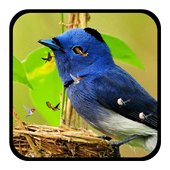 J7 HD Birds Live Wallpaper icon