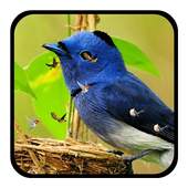 J7 HD Birds Live Wallpaper 1.0