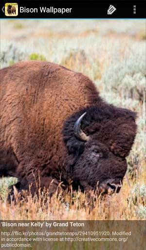Bison Wallpaper screenshot 6