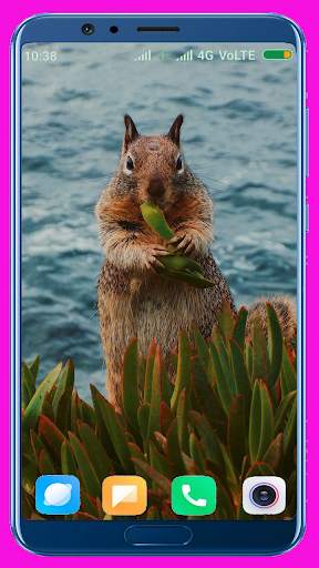 Squirrel Wallpaper screenshot 2