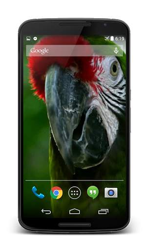 Parrot 3D Video Live Wallpaper screenshot 1