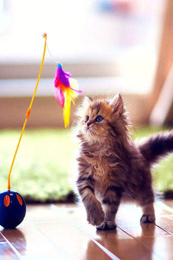 Cat Video Live Wallpaper screenshot 3