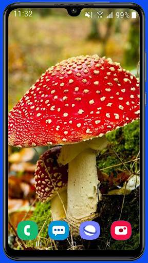Mushroom Wallpaper Best HD screenshot 13