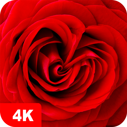 Rose Wallpapers 4K icon