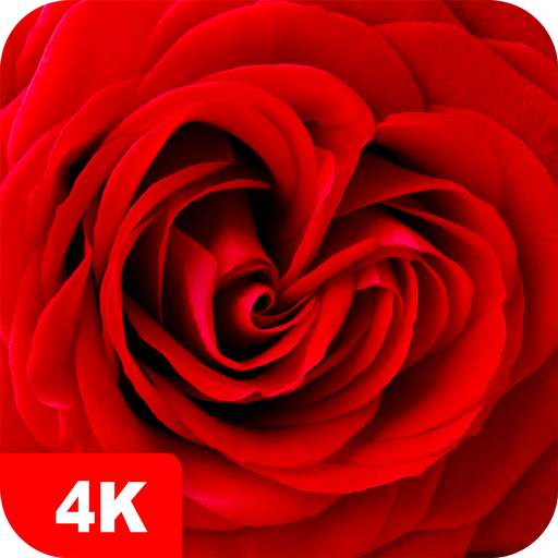 Rose Wallpapers 4K 5.7.7