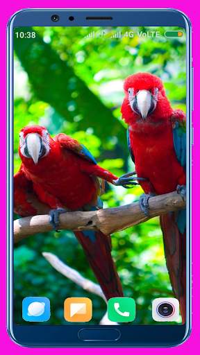 Parrot HD Wallpaper 2 تصوير الشاشة