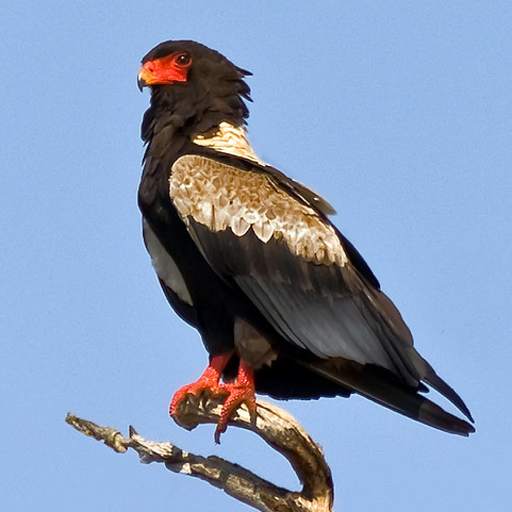 Birds of Prey Sounds Free 2.8