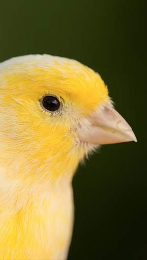 Canary Bird Sounds 2017 screenshot 3