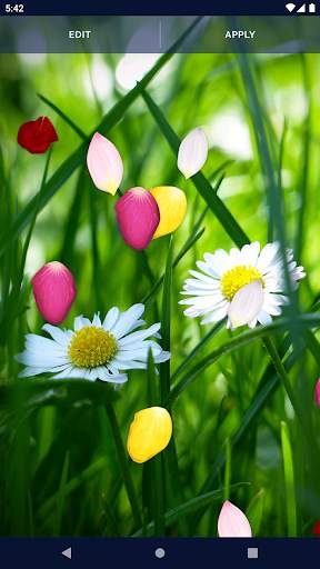 Spring Petals Live Wallpaper screenshot 7