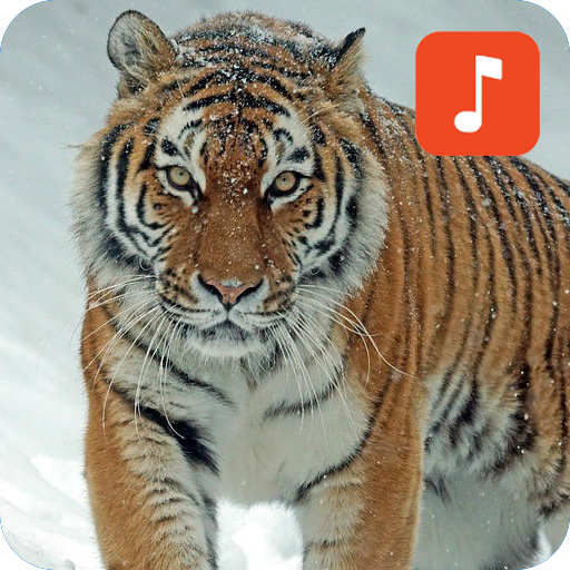 Tiger Sound Ringtones icon