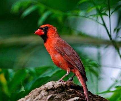 Bird Wallpaper Ringtone screenshot 3