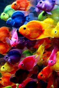 Fish Wallpaper screenshot 7
