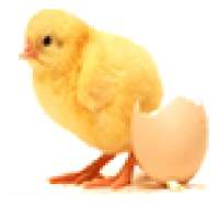 Echicken on 9Apps