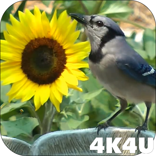 ikon 4K Birds Bath Live Wallpapers