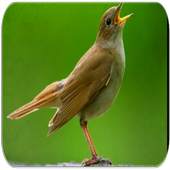 Nightingale bird sounds 99999