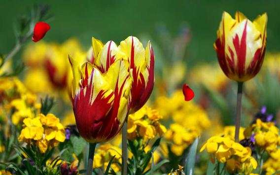 Amazing Tulips live wallpaper screenshot 4