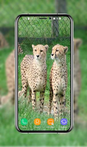 New Cheetah Wallpapers screenshot 5