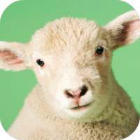 Sheep Sounds on 9Apps