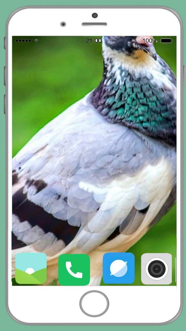 Pigeon Full HD Wallpaper screenshot 14