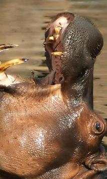 Hippopotamus wallpapers screenshot 3