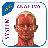Human Anatomy - Muscles System icon