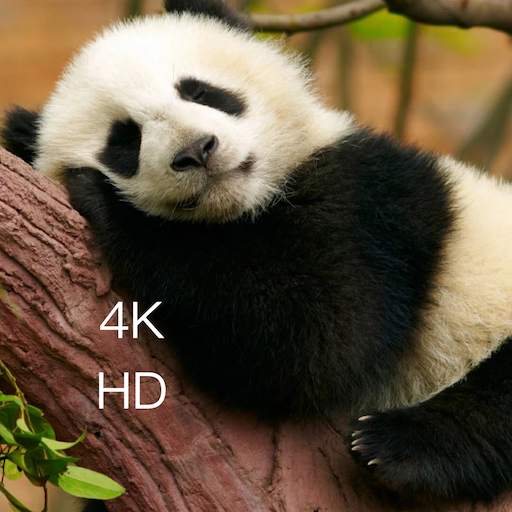 Cute Panda Wallpapers HD for Android 1.1