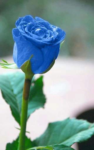 Blue Rose Live Wallpaper screenshot 15