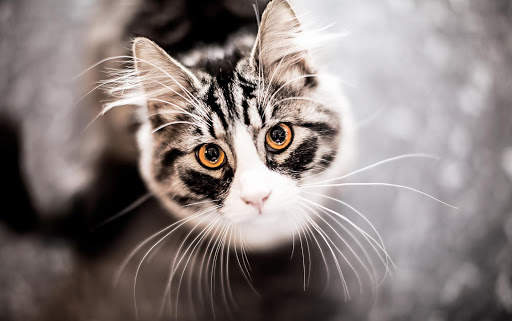 Cats Live Wallpapers screenshot 5