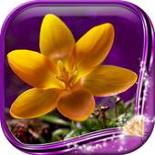 Flowers Live Wallpaper HD 1.0.5