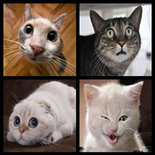 Funny Cat Photos आइकन