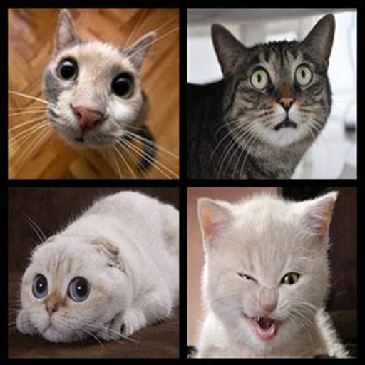 Funny Cat Photos 1.0