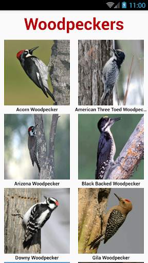 South American Birds स्क्रीनशॉट 8
