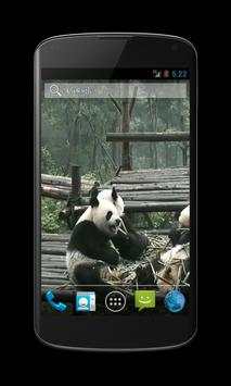 Panda Free Video Wallpaper screenshot 2