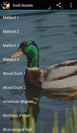 Duck Sounds screenshot 1