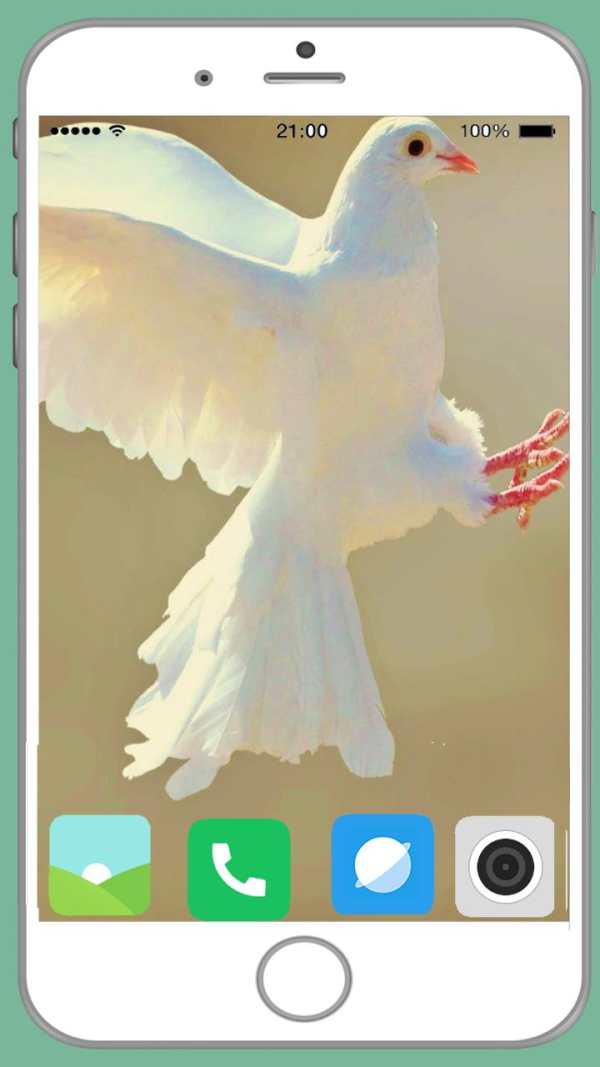 Pigeon Full HD Wallpaper screenshot 1