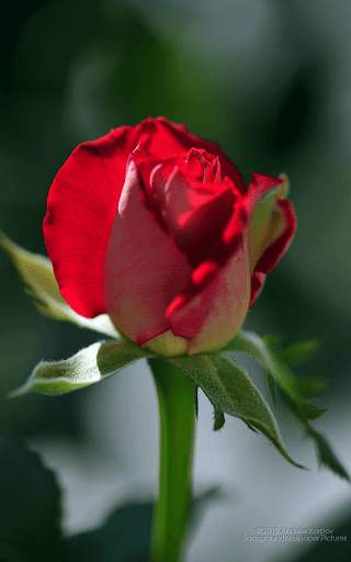 Red Rose Wallpaper screenshot 7