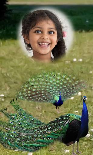 Peacock Photo Frames HD screenshot 2