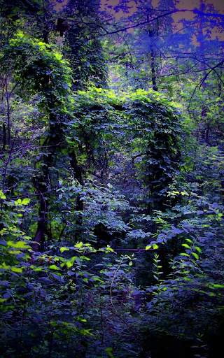 Forest Live Wallpaper HD screenshot 3