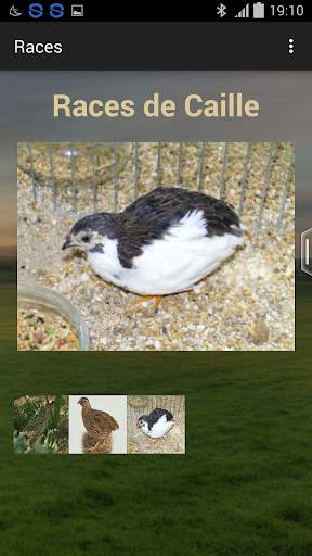Quail breeding (Guide) screenshot 6