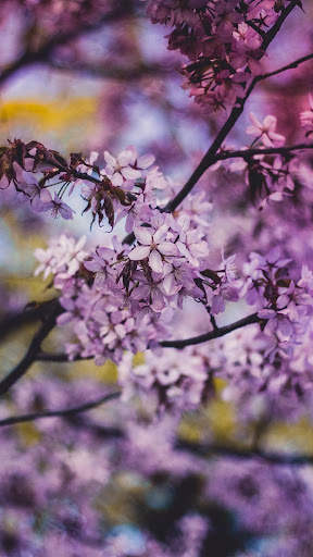 Beautiful Spring Wallpaper screenshot 2