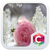 Pretty Pink Rose Theme icon