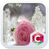 Pretty Pink Rose Theme 4.8.7