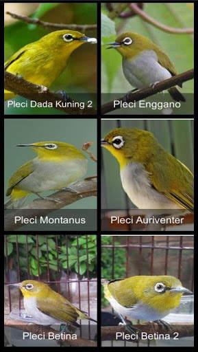 Suara Burung Pleci screenshot 2