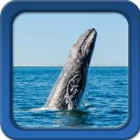 Whale Wallpaper Live - Wallpaper hidup gratis logo