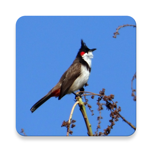Red-whiskered bulbul bird Sounds ~ Sclip.app icon