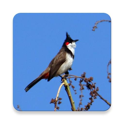 Red-whiskered bulbul bird Sounds ~ Sclip.app 1.0.3