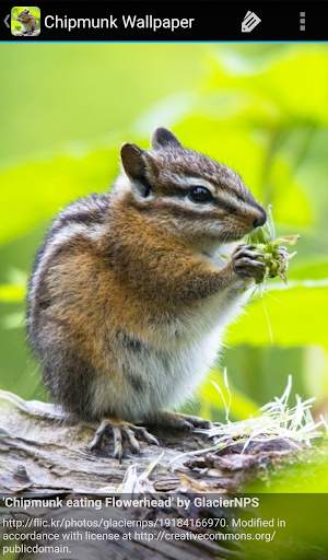 Chipmunk Wallpaper screenshot 7