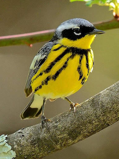 Bird Puzzle स्क्रीनशॉट 3
