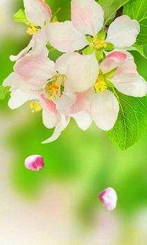 Flowers Spring live wallpaper screenshot 2